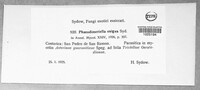 Phaeodimeriella exigua image